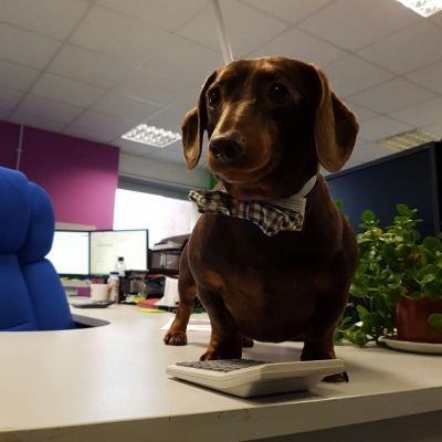 12 Days of Social Media Christmas: Photos, images and cat gifs